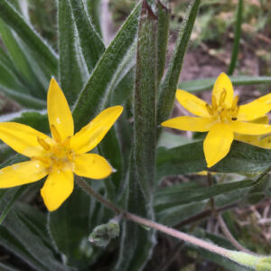 African Potato Extract