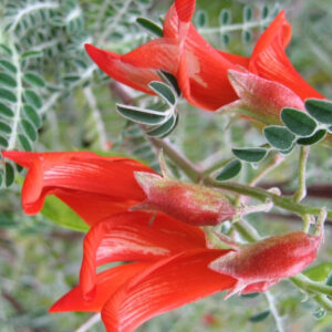 Cancer Bush Capsules